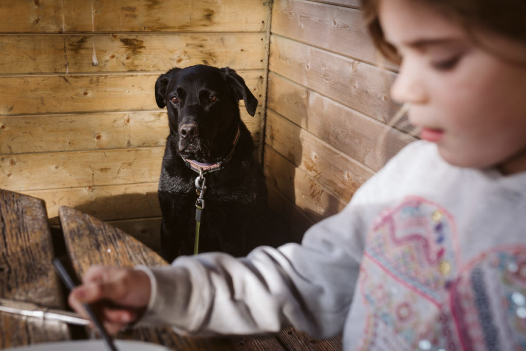A hungry labrador watches her human eat lunch 