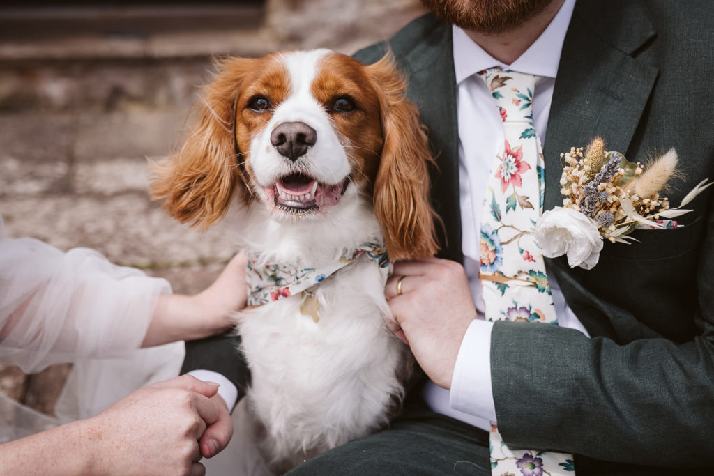 Dogs at weddings