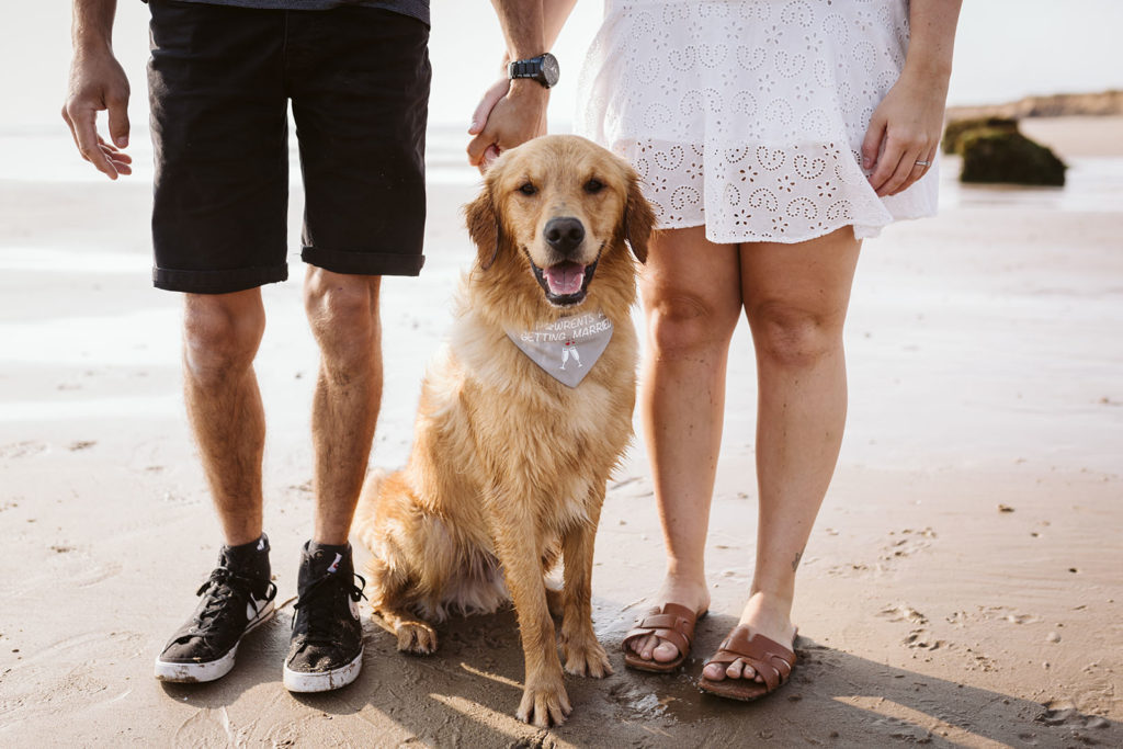 Dogs at weddings