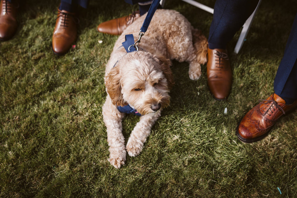 Alfie the cavapoo nestled amongst all the groomsmen