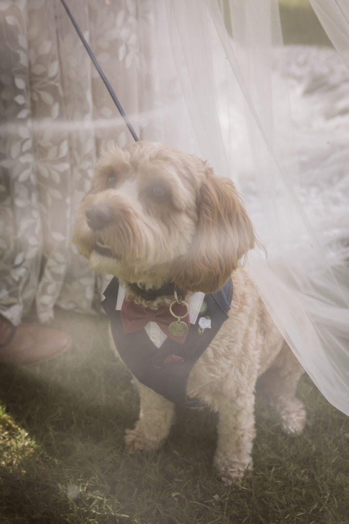 Alfie the Cavapoo behind the bride's veil