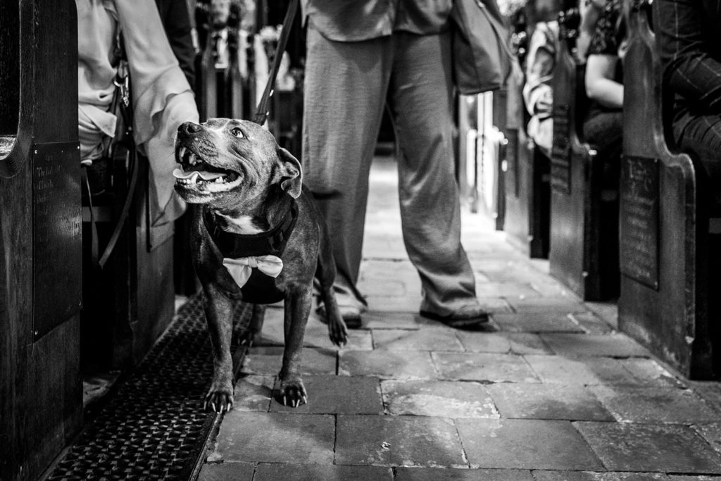 The couples dog greets guests during the ceremony