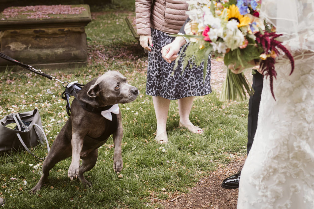 A very excited dog straining at the leash to say hi to the bride