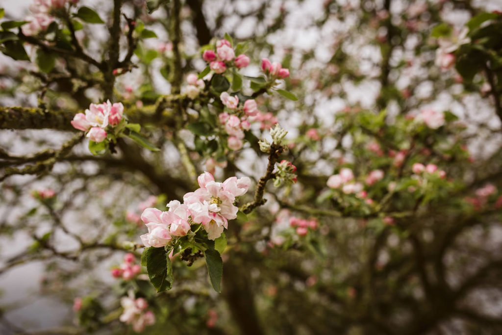 Spring blossoms at April wedding